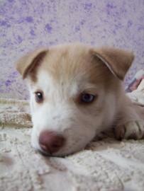 Luna